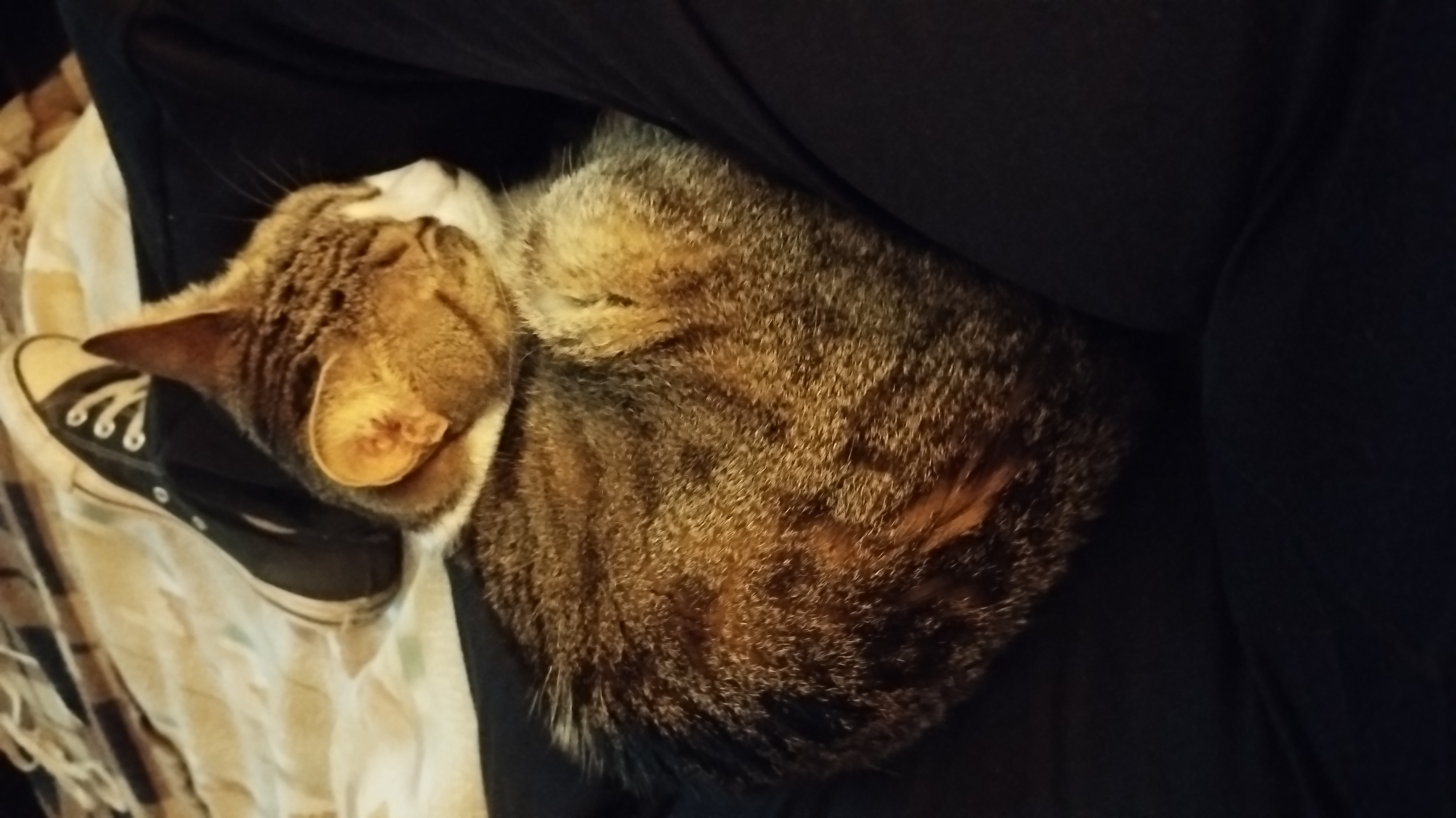 tuni curled up on my lap for the football match